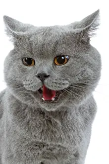 Miaowing: Cat - British Blue in studio