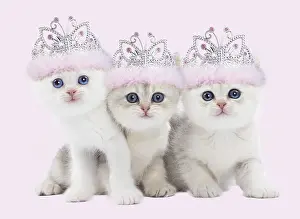 110418: Cat - British kittens wearing pink tiaras Digital