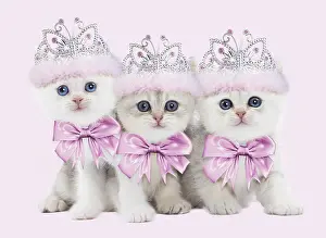 Bows: Cat - British kittens wearing pink tiaras Digital