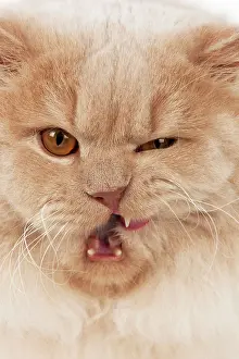 Winking: Cat - British Long Haired