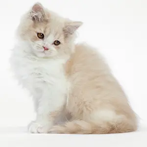 Longhair: Cat - British Longhair - 2 month old kitten