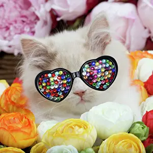 260420: Cat - British Longhair - 2 month old kitten amongst flowers