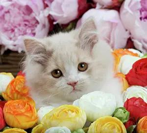 Longhair: Cat - British Longhair - 2 month old kitten amongst flowers