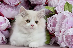 Longhair: Cat - British Longhair - 2 month old kitten amongst flowers