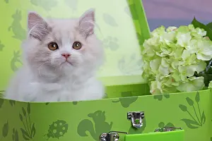 Suitcase: Cat - British Longhair - 2 month old kitten in suitcase