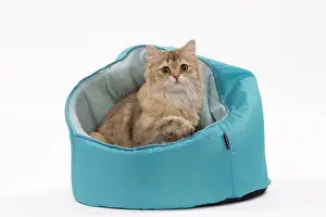 Longhairs: Cat British Longhair