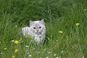Longhairs: Cat - British Longhair
