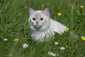 Longhairs: Cat - British Longhair