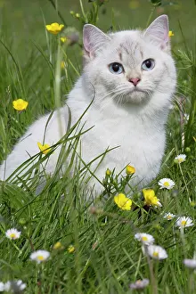 Longhairs: Cat - British Longhair