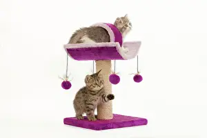 Scratch: Cat - British longhair - 8 week old kitten playing