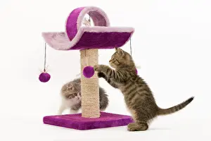 Scratch: Cat - British longhair - 8 week old kitten playing
