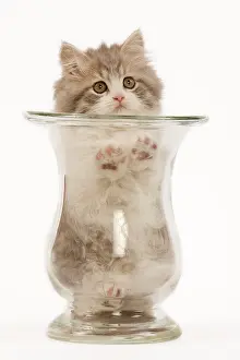 Vases: Cat - British longhair - 8 week old kitten in vase