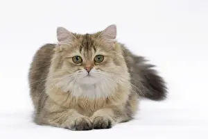 Shaded: Cat British Longhair Black Golden Shaded