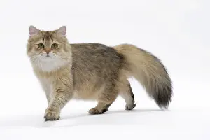 Shaded: Cat British Longhair Black Golden Shaded