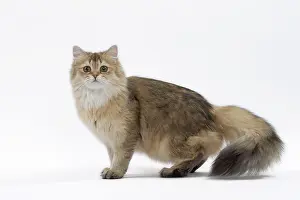 Shaded: Cat British Longhair Black Golden Shaded
