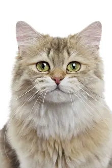 Longhairs: Cat British Longhair Black Golden Shaded. Digital