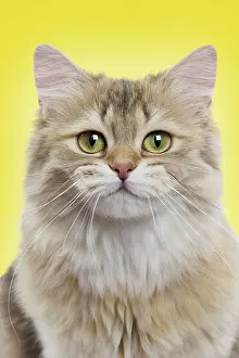 Longhairs: Cat British Longhair Black Golden Shaded. Digital