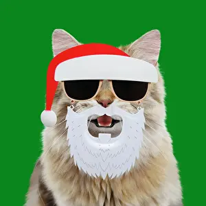 Mask: Cat - British longhair black golden shaded - smiling