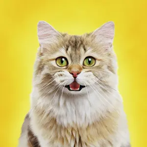 Shaded: Cat - British longhair black golden shaded - smiling against