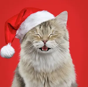Brtish: Cat