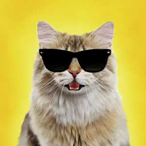 Sunglasses: Cat