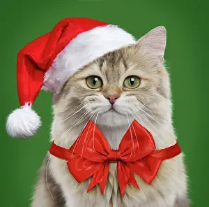 Brtish: Cat