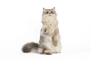 Longhairs: Cat - British Longhair (Highland Straight) Golden Shaded
