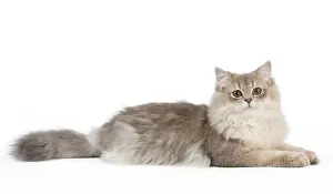 Longhairs: Cat - British Longhair (Highland Straight) Golden Shaded