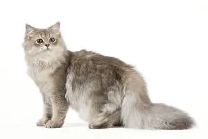 Longhairs: Cat - British Longhair (Highland Straight) Golden Shaded