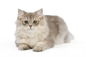 Longhairs: Cat - British Longhair (Highland Straight) Golden Shaded