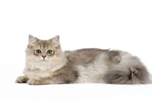 Longhairs: Cat - British Longhair (Highland Straight) Golden Shaded