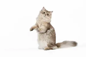 Longhairs: Cat - British Longhair (Highland Straight) Golden Shaded