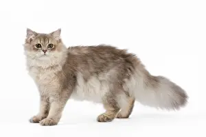 Longhairs: Cat - British Longhair (Highland Straight) Golden Shaded
