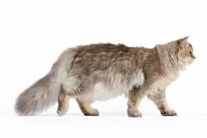 Longhairs: Cat - British Longhair (Highland Straight) Golden Shaded