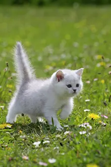 Longhairs: Cat - British Longhair kitten