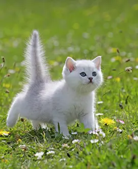Longhairs: Cat - British Longhair kitten