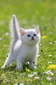 Longhairs: Cat - British Longhair kitten