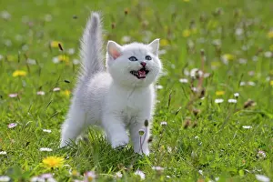 Longhairs: Cat - British Longhair kitten