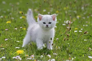 Longhairs: Cat - British Longhair kitten