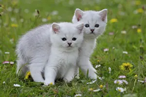 Longhairs: Cat