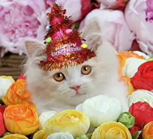 260420: Cat - British Longhair kitten amongst flowers