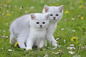 Longhairs: Cat - British Longhair kittens