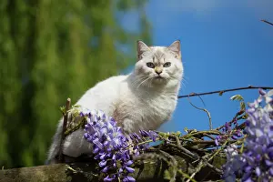 Longhairs: Cat - British Longhair on roof