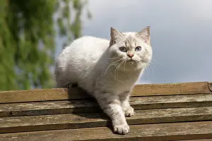 Longhairs: Cat - British Longhair on roof