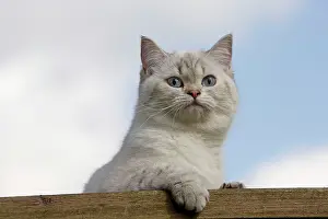 Longhairs: Cat - British Longhair on roof