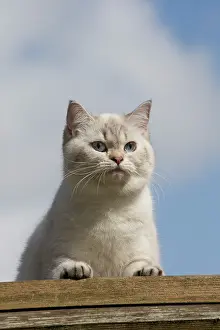 Longhairs: Cat - British Longhair on roof