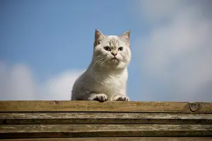 Longhairs: Cat - British Longhair on roof