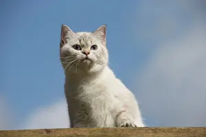 Longhairs: Cat - British Longhair on roof
