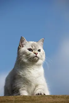 Longhairs: Cat - British Longhair on roof