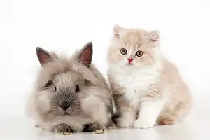 Lionhead: CAT - British longhaired cat